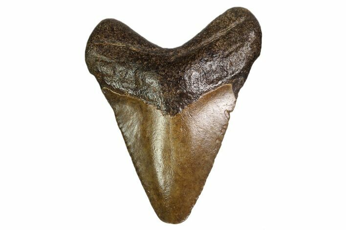 Juvenile Megalodon Tooth - Georgia #158835